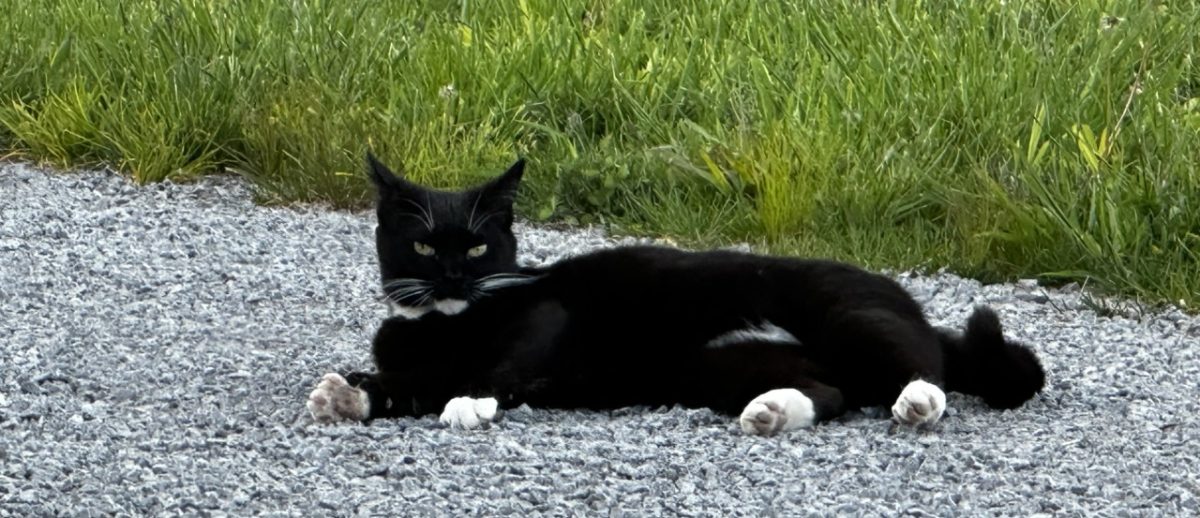 Marina Veterinarians to the Rescue