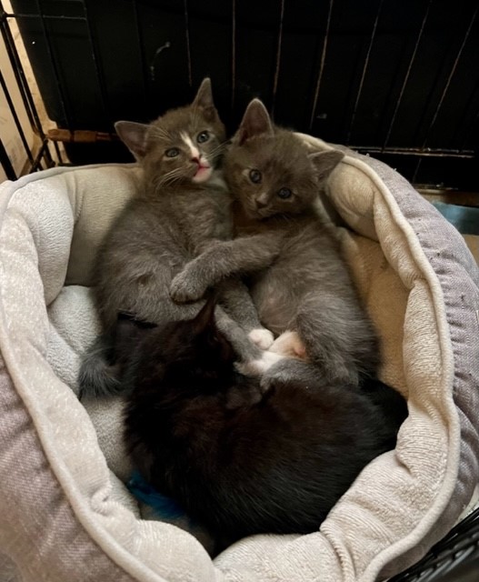 Marina Veterinarians to the Rescue